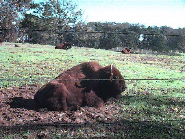 Bison paddock
