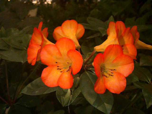 Conservatory of flowers