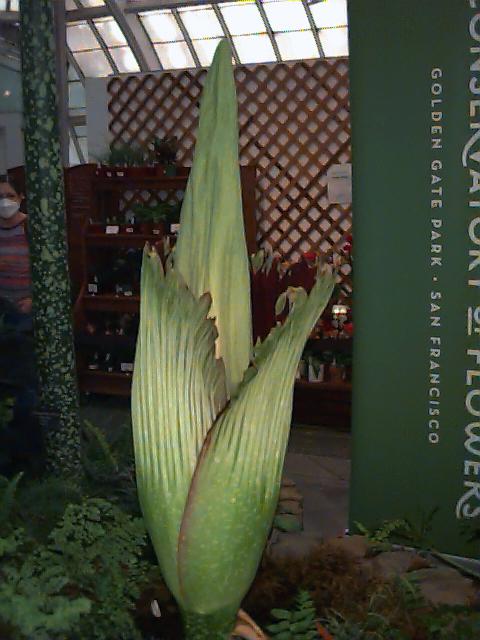 Corpse flower bloom