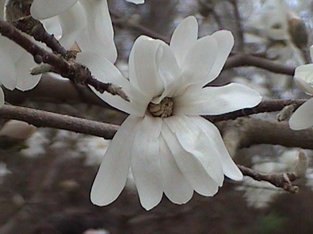 Magnolia flower at Marberry Arboretum, Carbondale, Illinois (3-6-26)