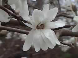 Magnolia flower at Marberry Arboretum, Carbondale, Illinois (3-6-26)