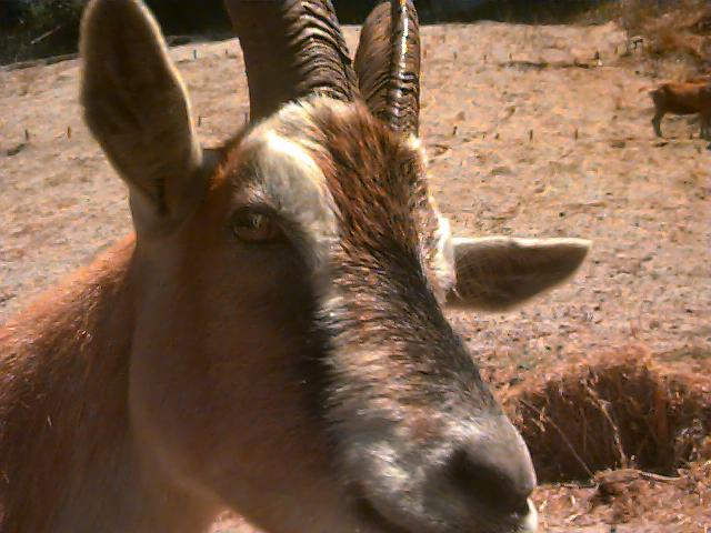 Goat of City Grazing