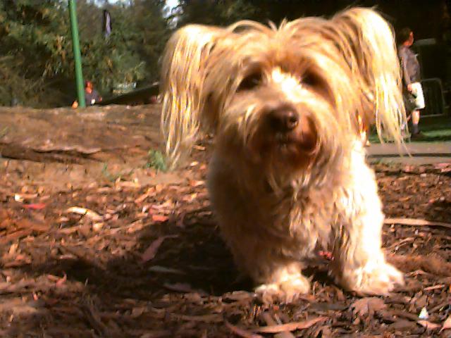 A muppet of a dog