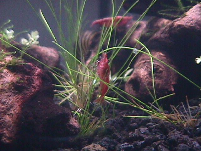 A red, freshwater shrimp picks some aquarium grass clean. 📷: Sony MVC-FD7 🗺️: Missouri, USA 📅: 2022-08-29