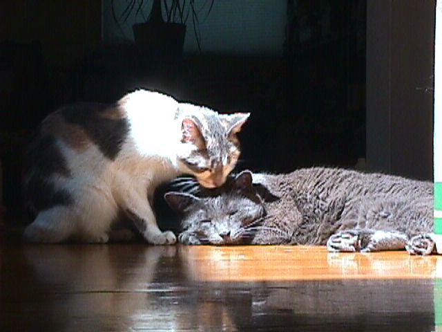 My cats, Turing and Fry respectively, getting along in the sunlight. Taken with a Sony Mavica FD7.