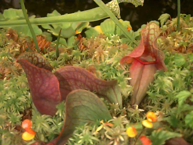 Pitcher plants at conservatory of flowers