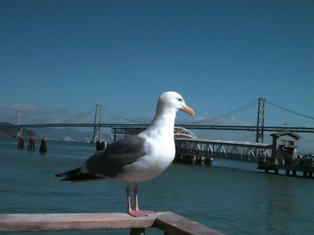 Seagull