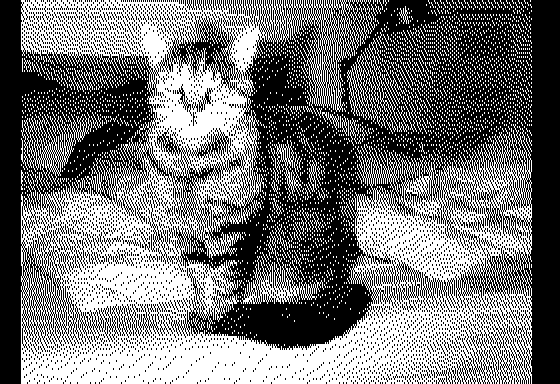Our cat Pirate, whose name's provenance is probably obvious. It's very cute and cuddly, and also easily startled. We adopted him three weeks ago.