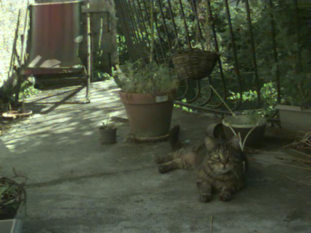 Pirate chilling in the sun on the balcony.